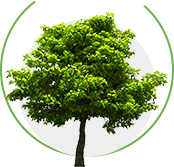 優良的苗木資源